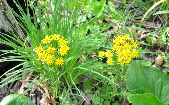 Golden ragwort maintains evergreen foliage and even blooms in the late winter.