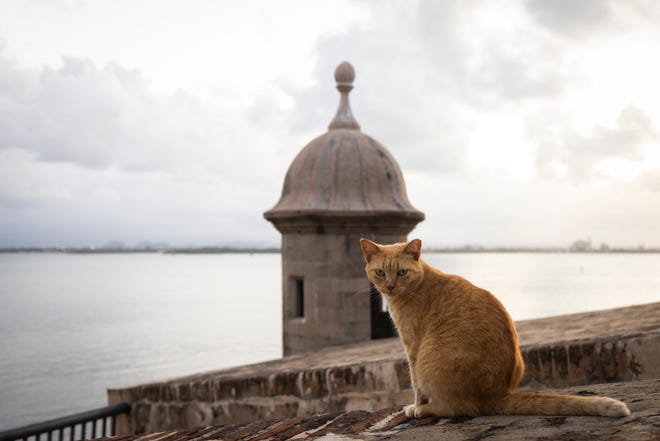 A stray cat sits on a wall in Old San Juan, Puerto Rico, Wednesday, Nov. 2, 2022. Cats have long walked through the cobblestone streets of Puerto Rico's historic district, stopping for the occasional pat on the head as delighted tourists and residents snap pictures and feed them, but officials say their population has grown so much that the U.S. National Park Service is seeking to implement a 