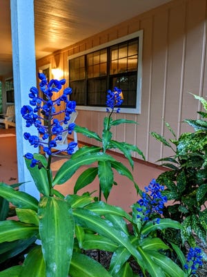 Most of your perennials, such as this blue ginger (Dichorisandra thyrsiflora), in bloom now, will be fine outside without protection. They will die back to the ground in a hard freeze but will come back next spring.