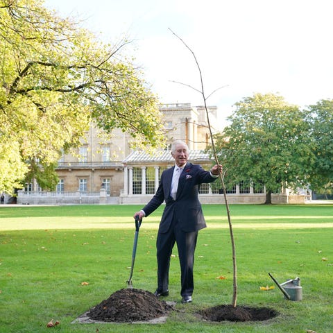 King Charles III planted a lime tree near the Tea 
