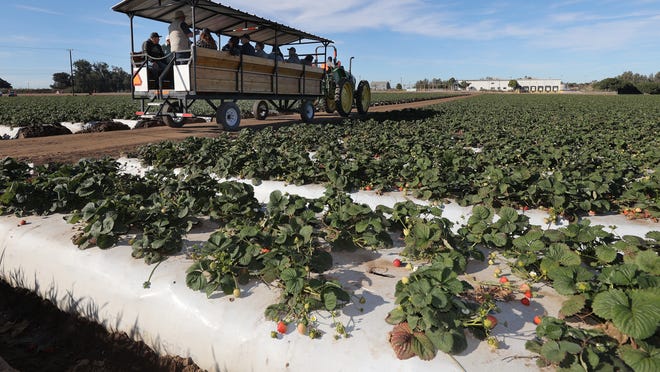 A berry good time had at tenth Ventura County Farm Day