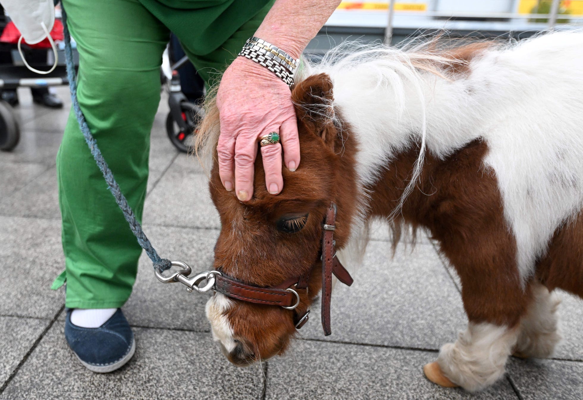 Нужны лошадки. Самая маленькая лошадь. Самая маленькая лошадь в мире. Шетлендский пони. Мощная лошадь.