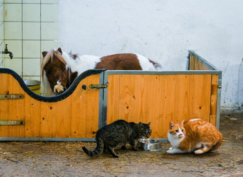 Le plus petit cheval du monde ?  Un poney de 20 pouces en lice pour le record du monde Guinness