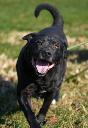 Fletcher, un mélange d'American Staffordshire Terrier d'environ 5 ans, disponible pour adoption par les services de soins aux animaux d'Indianapolis, photographié à l'extérieur du refuge le mercredi 9 novembre 2022.