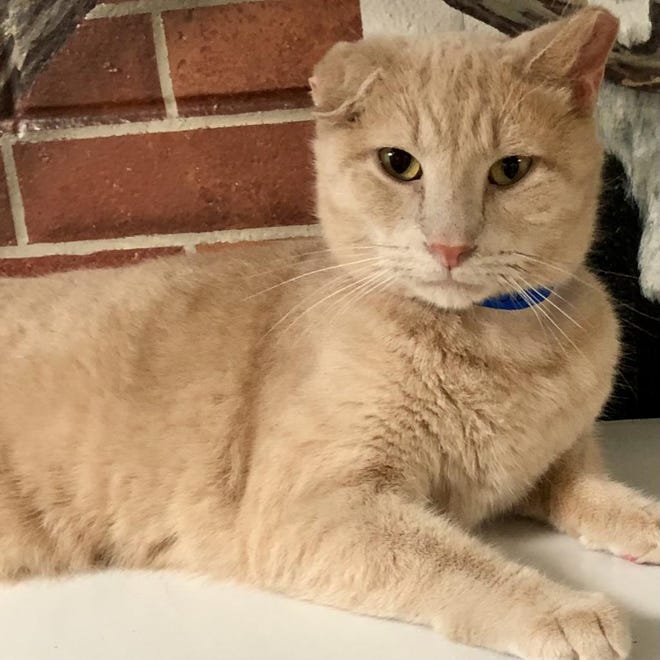 Name: Blondie

Gender: Male

Age: 4 years old

Weight: 11 pounds

Species: Cat

Breed: Domestic Shorthair – Cream

Orphaned Since: October 2022

Adoption Fee: $50.00

 

Blondie is a handsome lovebug who can’t wait to meet his purrson. Could it be mew? He’s easygoing and gets along with both dogs and cats. He’s very playful and thinks wand toys are the best invention ever. Friendly and affectionate Blondie is sure to win your heart. Schedule a time to meet him at: www.spcaflorida.org/appointment!