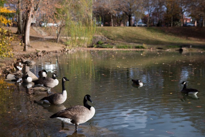 Canadian Geese in Yochtangee Park in Chillicothe.