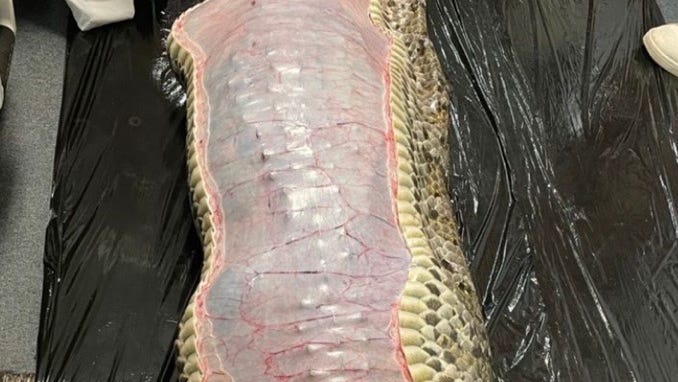 Florida python video shows entire alligator inside stomach of snake