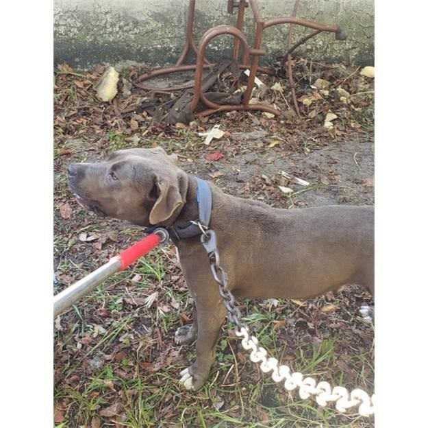 Palm Coast man charged after Bunnell Police seize 6 wounded pit bulls Palm Coast man charged after Bunnell Police seize 6 wounded pit bulls