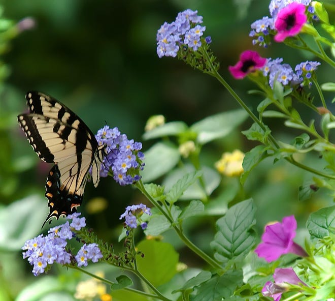 New year's gardening resolutions could include attracting more pollinators to your garden in 2023.