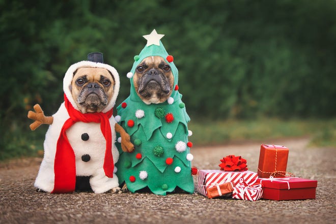 Check out these tips before gifting a pet for Christmas