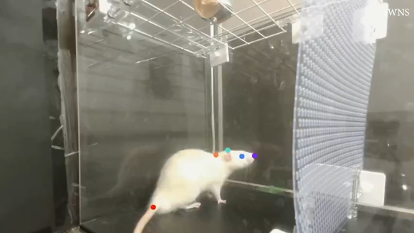 This study found that rats enjoy good music just a