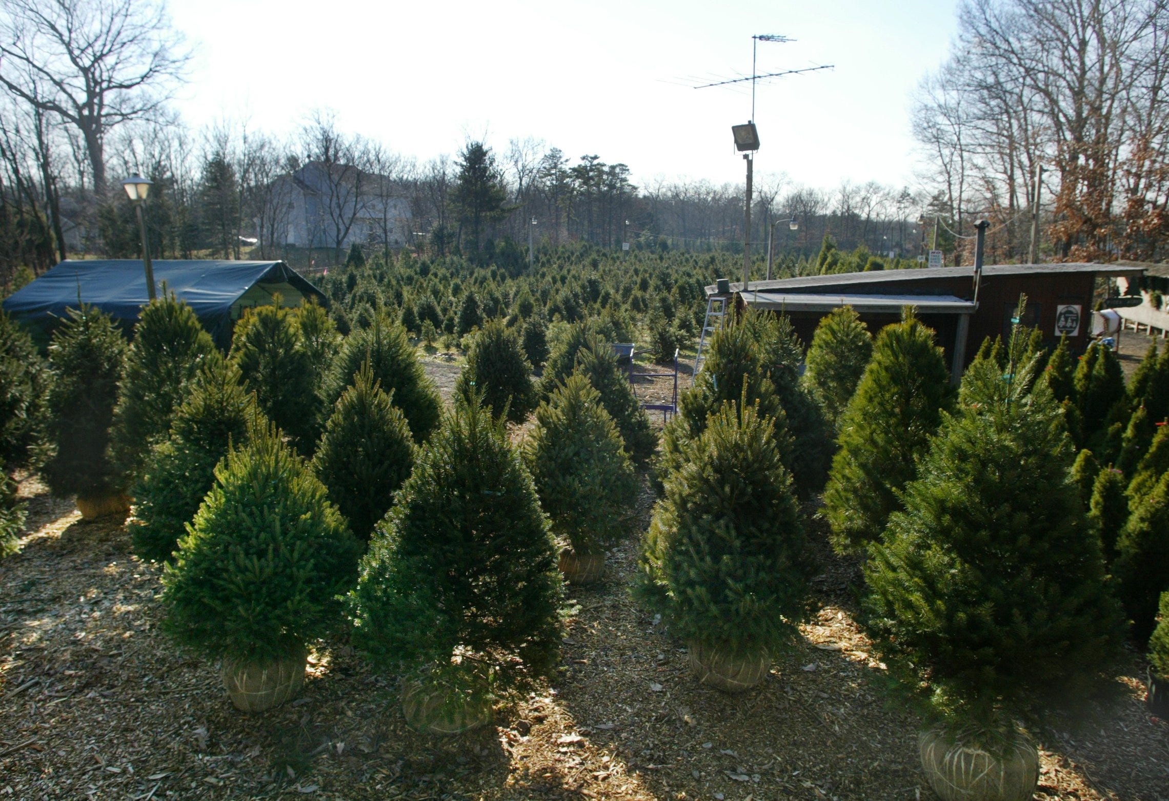 NJ Christmas tree farms and where you can cut your own live tree too