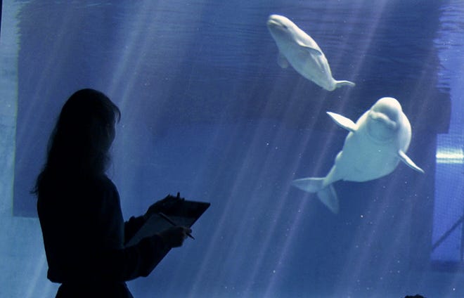 An employee at the John G. Shedd Aquarium in Chicago monitors the progress of Mauyak, an 18-year-old beluga whale and her newborn calf Tuesday, July 18, 2000.