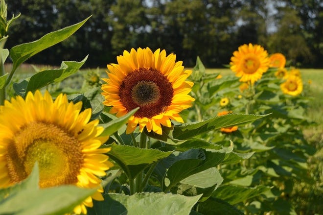 Sunflowers are becoming a very popular crop to grow especially in northern states.