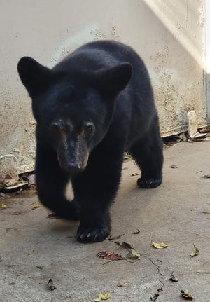 The Jackson Zoo is hosting a Spring Break camp March 13-16.