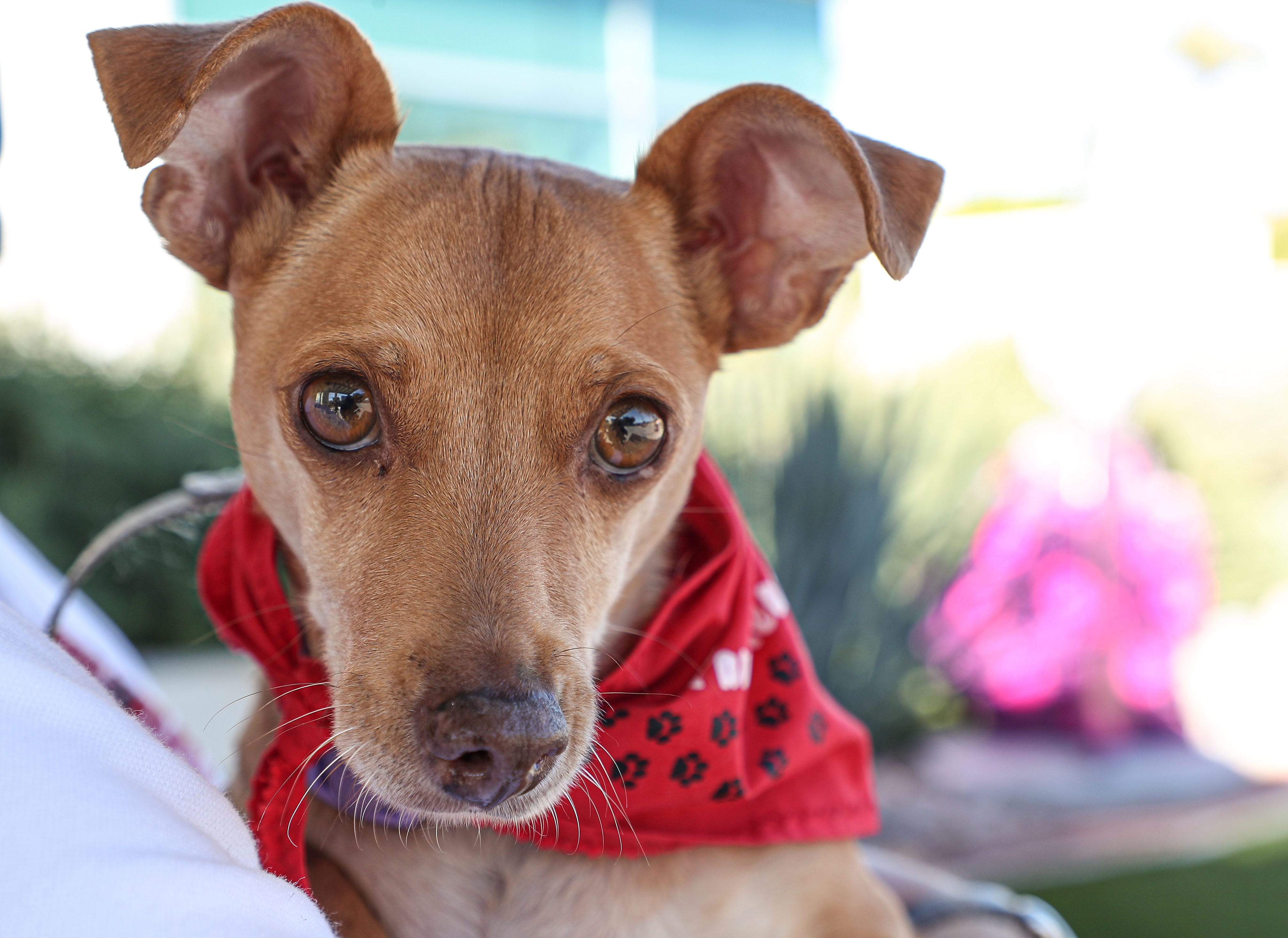 Canine volunteer makes impact with Palm Springs cancer hospital Canine volunteer makes impact with Palm Springs cancer hospital