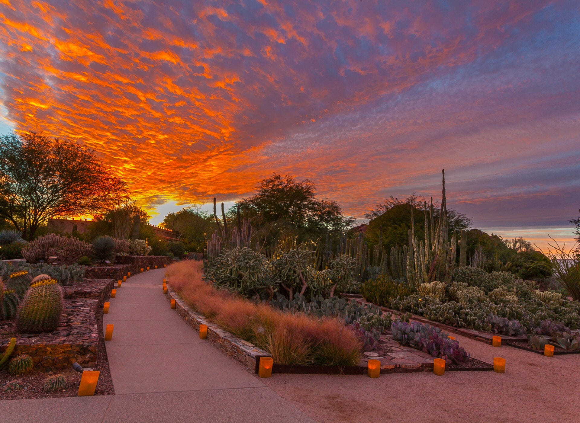 Las Noches de las Luminarias returns for 45th year to Desert Botanical