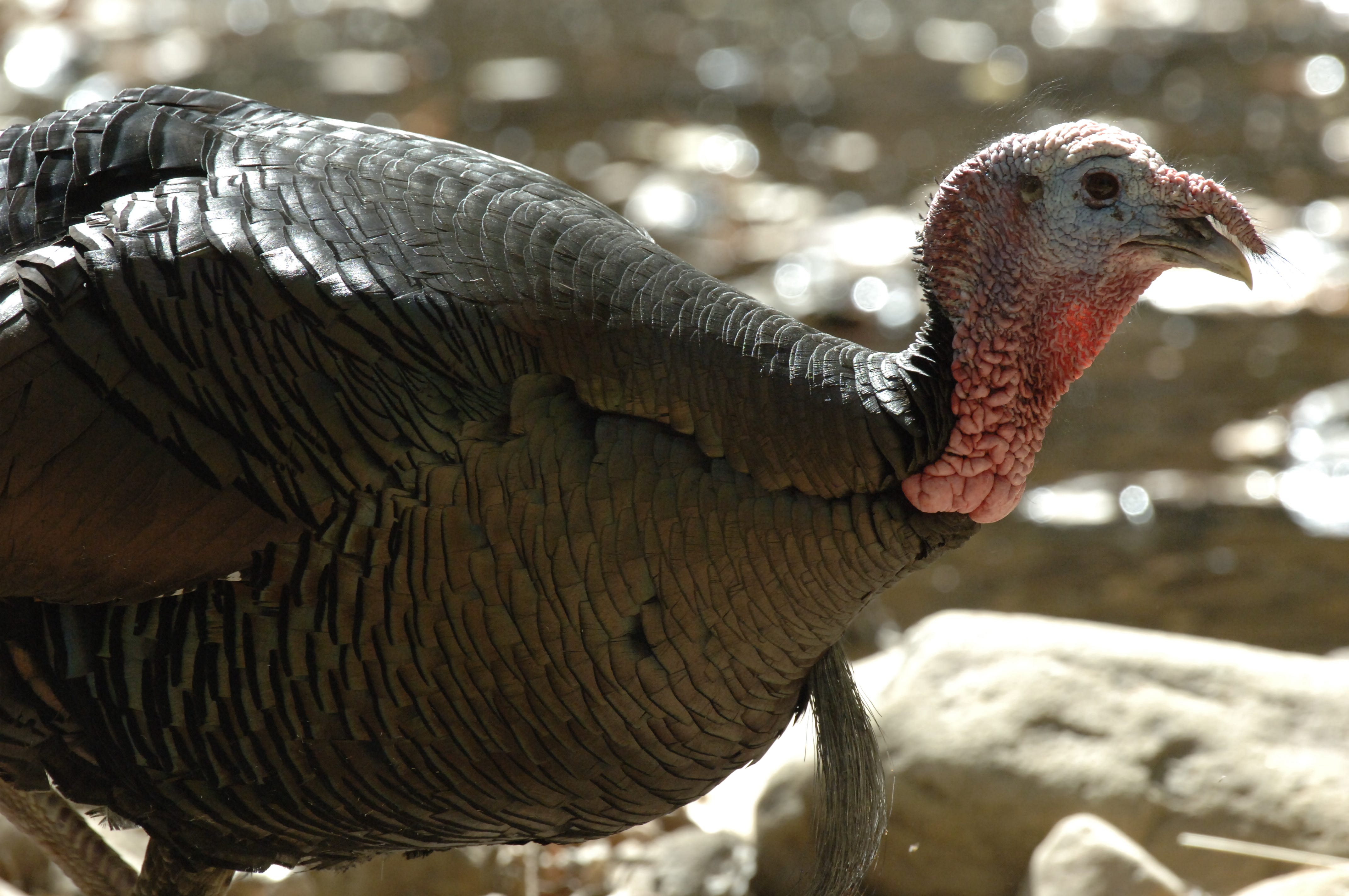 Valley 101 5 fowl facts about Arizona turkeys
