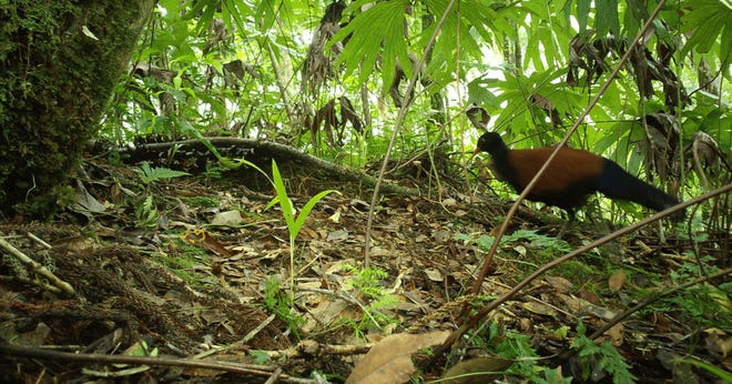 تم رصد حمامة الدراج ذات القيلولة السوداء ، والتي لم تشاهد منذ عام 1882 تم رصد حمامة الدراج ذات القيلولة السوداء ، والتي لم تشاهد منذ عام 1882