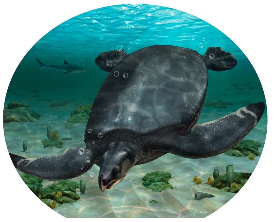 An illustrated reconstruction of Leviathanochelys aenigmatica.