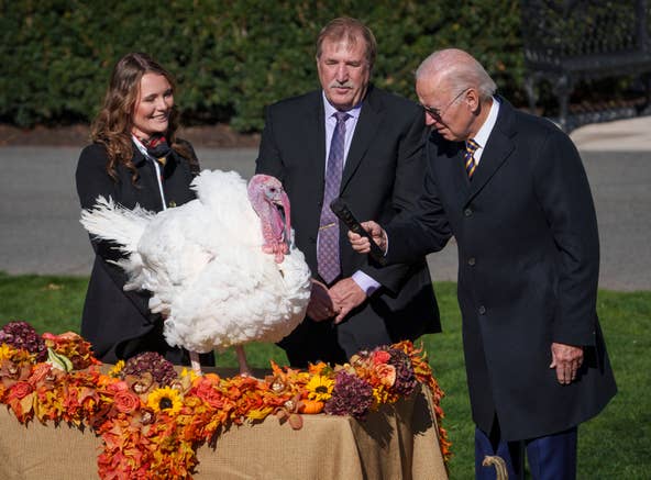 Tổng thống Joe Biden ân xá cho Lễ Tạ ơn Quốc gia Thổ Nhĩ Kỳ năm 2022 và lễ thay thế của nó trên Bãi cỏ phía Nam của Nhà Trắng vào ngày 21 tháng 11 năm 2022. Những con gà tây được nuôi gần Monroe, NC
