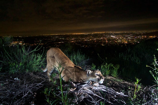 Mountain lion kills dog in Hollywood Hills; NPS says likely P-22 Mountain lion kills dog in Hollywood Hills; NPS says likely P-22