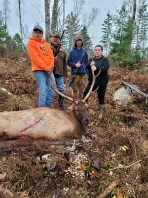 Ojibwe tribal citizens pose with an elk recently harvested in Wisconsin Northwoods.