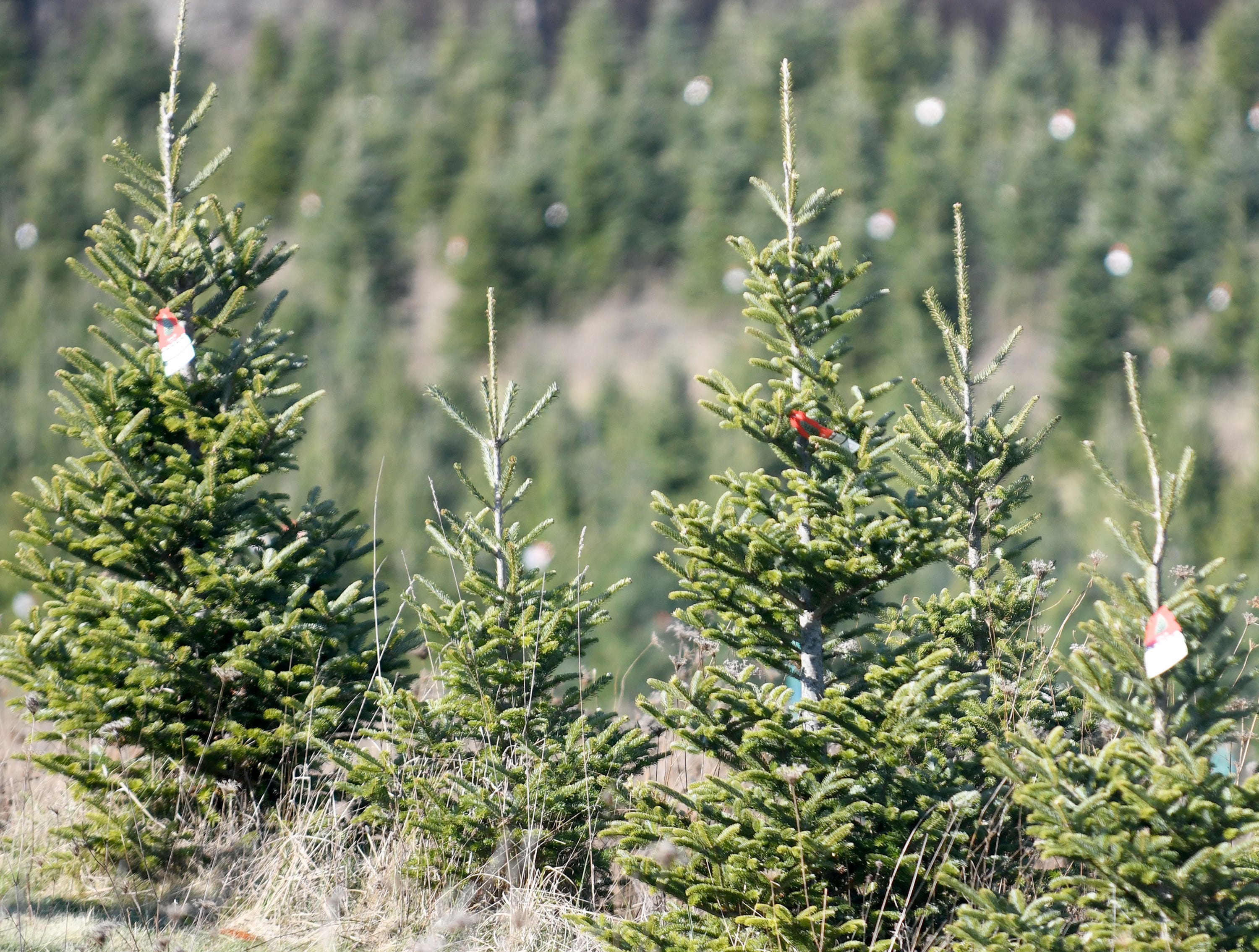 Here's where to recycle Christmas trees in Stark County