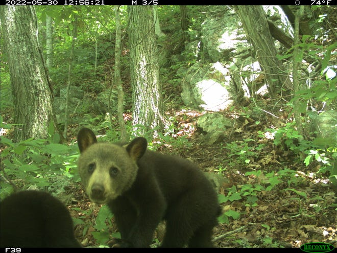 A bear cub follows its family along the right-of-way of Interstate 26 north of Asheville. Image captured on a wildlife camera by Steve Goodman, a conservation biologist with National Parks Conservation Association.