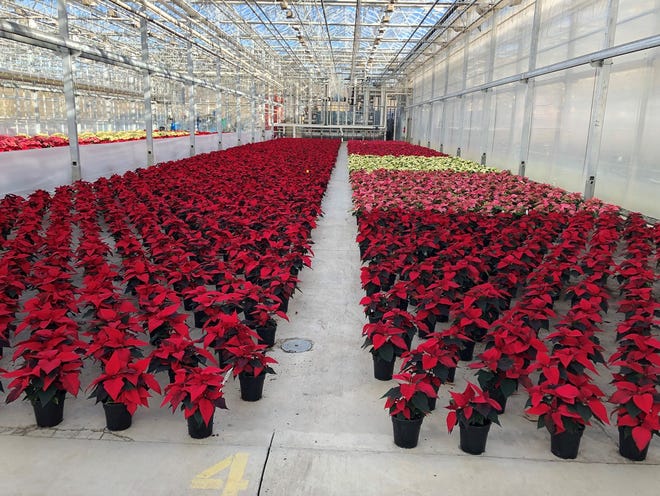 Timbuk Farms in Granville has grown about 25,000 poinsettias, some for the farm itself to sell but also for other garden centers and churches.