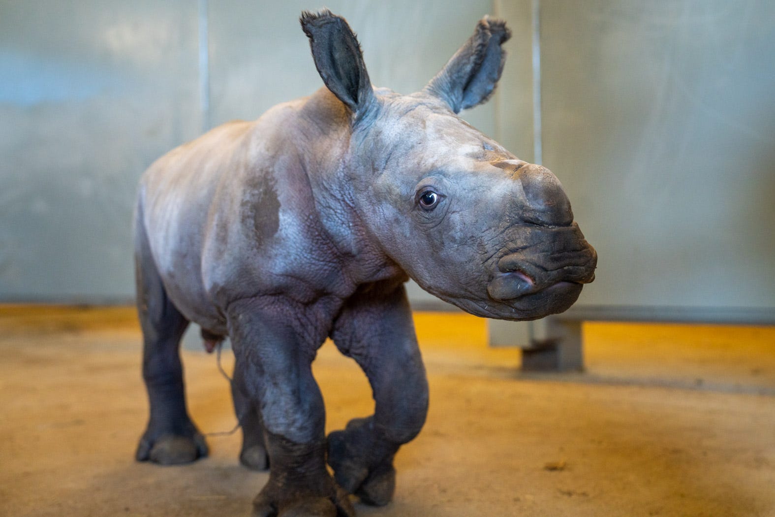 The Wilds celebrates birth of white rhino calf