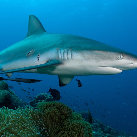 A gray reef shark swims over Father's Reef in Papu