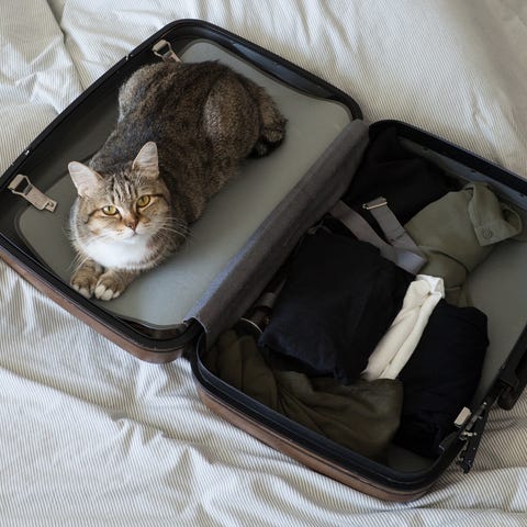 pet cat ready to travel  sleep in suitcase with ba