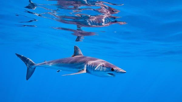 A Mako shark swims off off the coast of Cabo San L