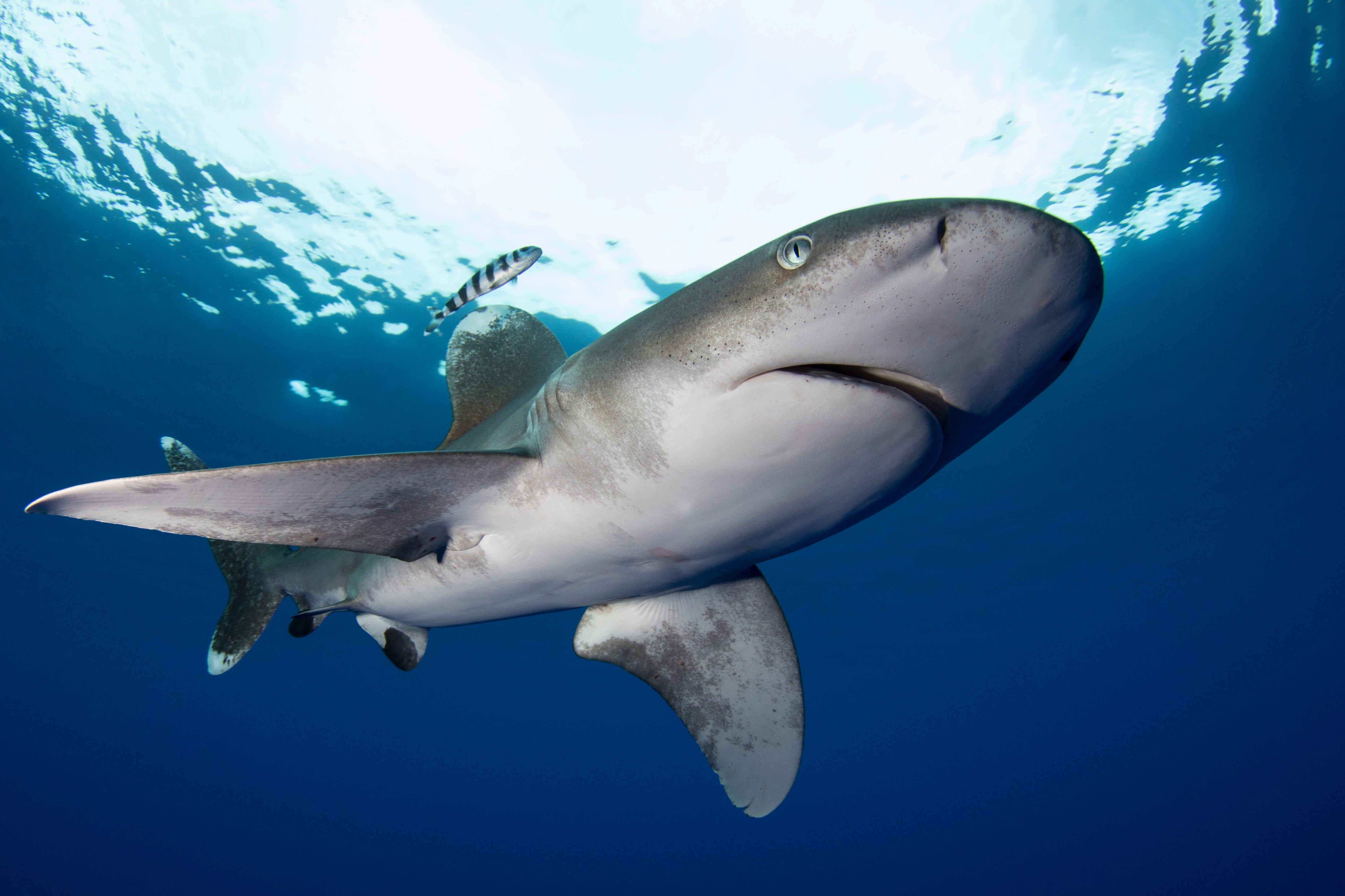 Historic High Seas treaty, 40 years in the making, could protect areas for whales, dolphins