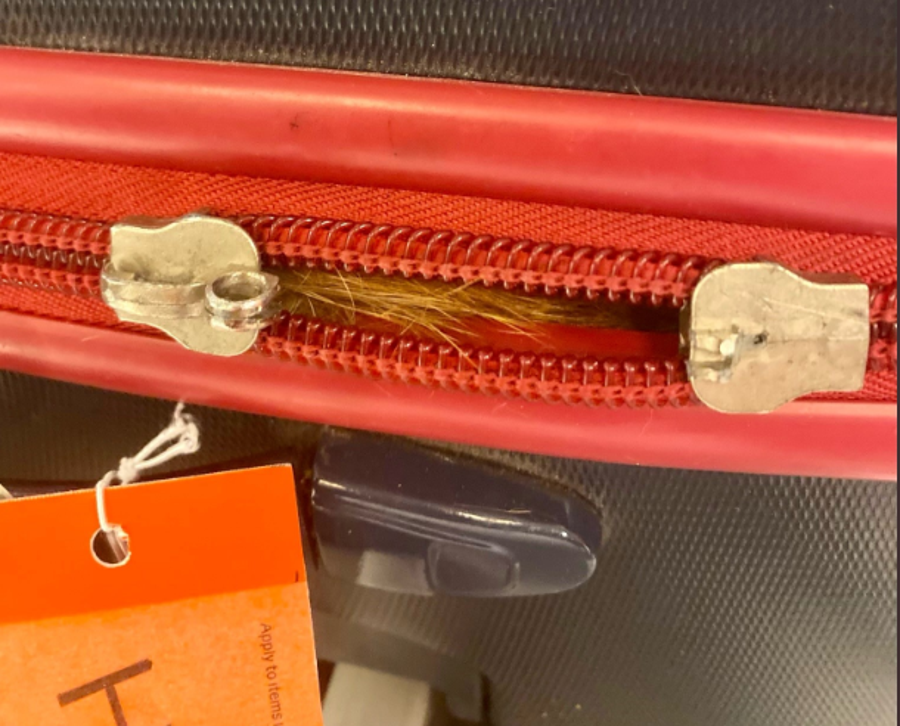 A photo shared by the Transportation Safety Administration shows a tuft of orange fur peeking out of a suitcase's zipper. A cat was found inside the luggage at New York's John F. Kennedy International Airport.