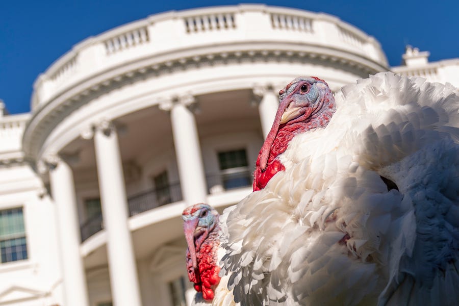 The two national Thanksgiving turkeys, Chocolate and Chip,  following a pardoning ceremony at the White House in Washington, Monday, Nov. 21, 2022.