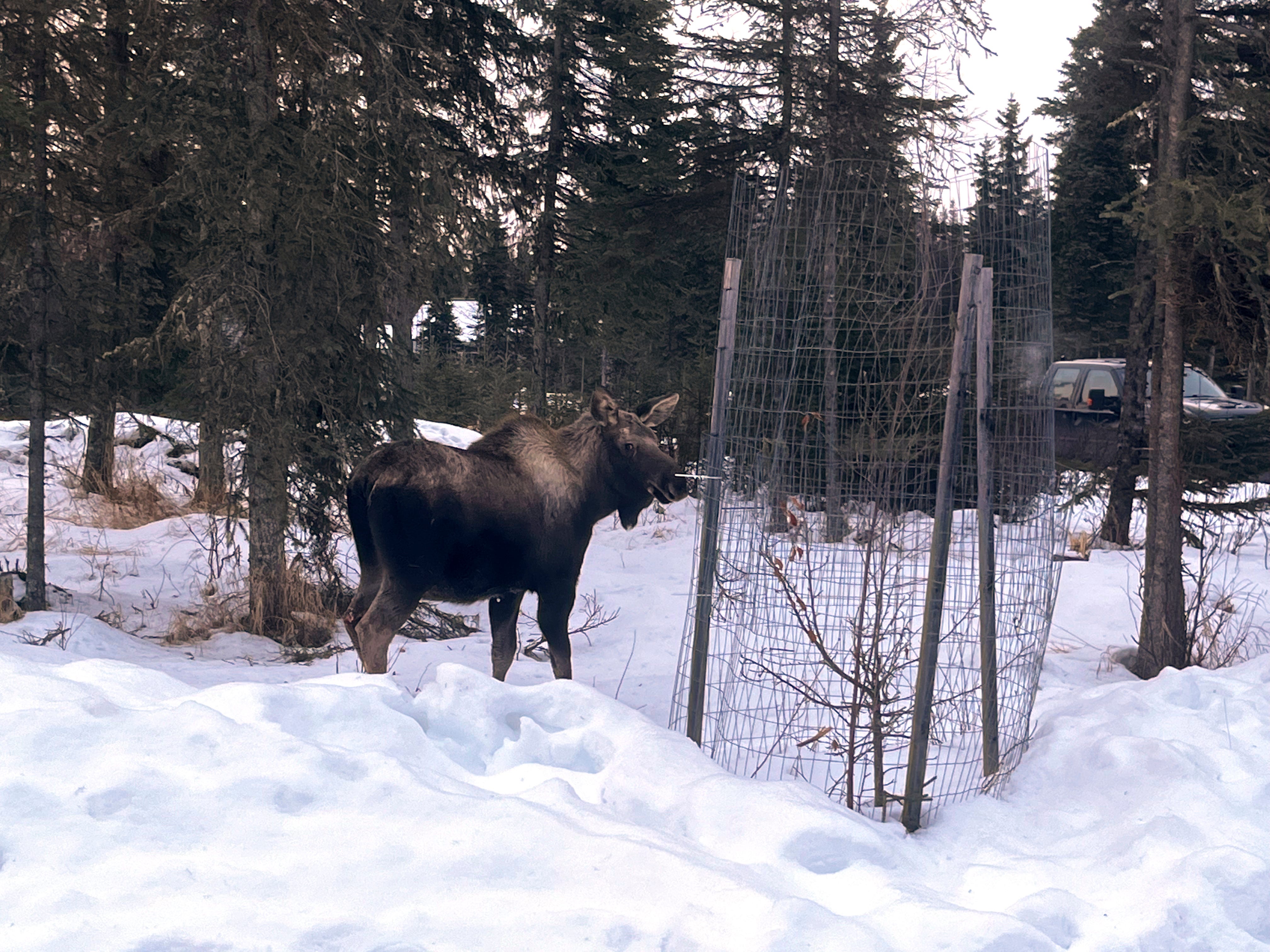 'Stumbling, drooling' moose tests positive for rabies in Alaska, a state first