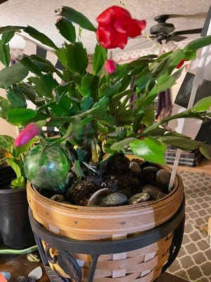 In order to have a Christmas cactus rebloom, it has to have a period of rest and be kept in a medium light condition at about 55 degrees, only watering intermittently.