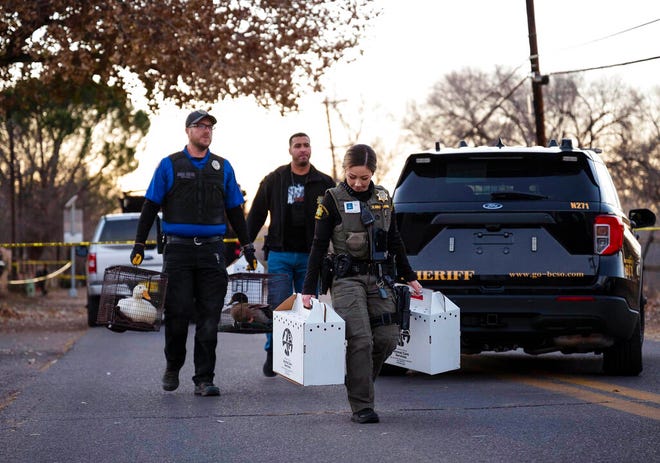 Bernalillo County Sheriff's deputies remove ducks and other animals from a home in Los Ranchos, where village municipal Judge Diane Albert and several pets were killed by her husband in what authorities said was a murder-suicide, Friday, Nov., 25, 2022.