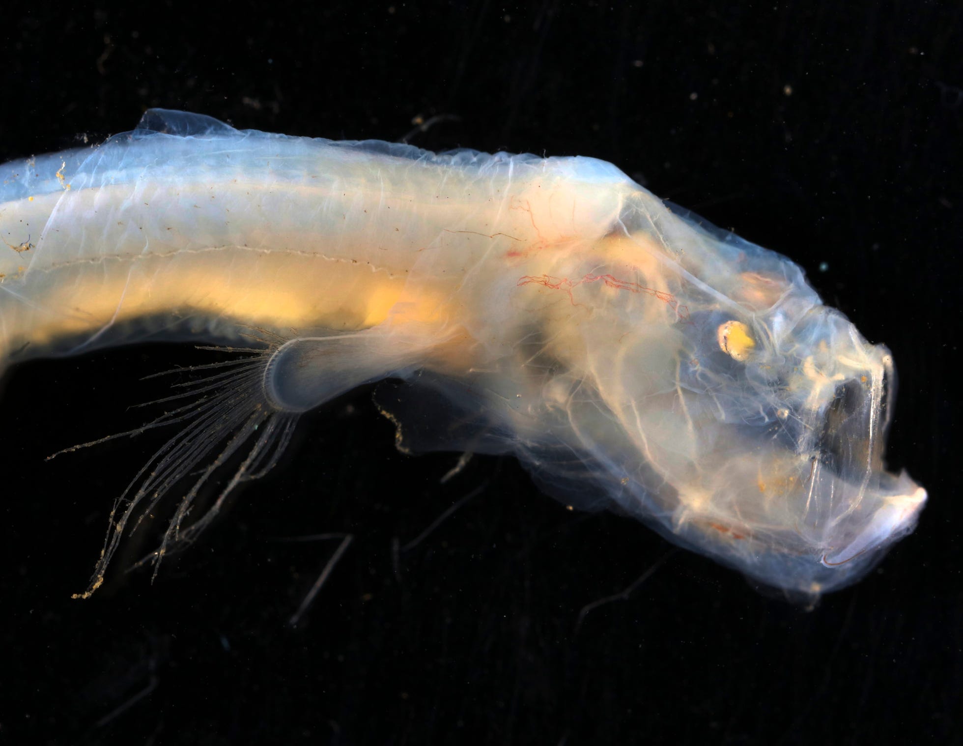 Rare deep sea fish found in Australia expedition, including blind eel