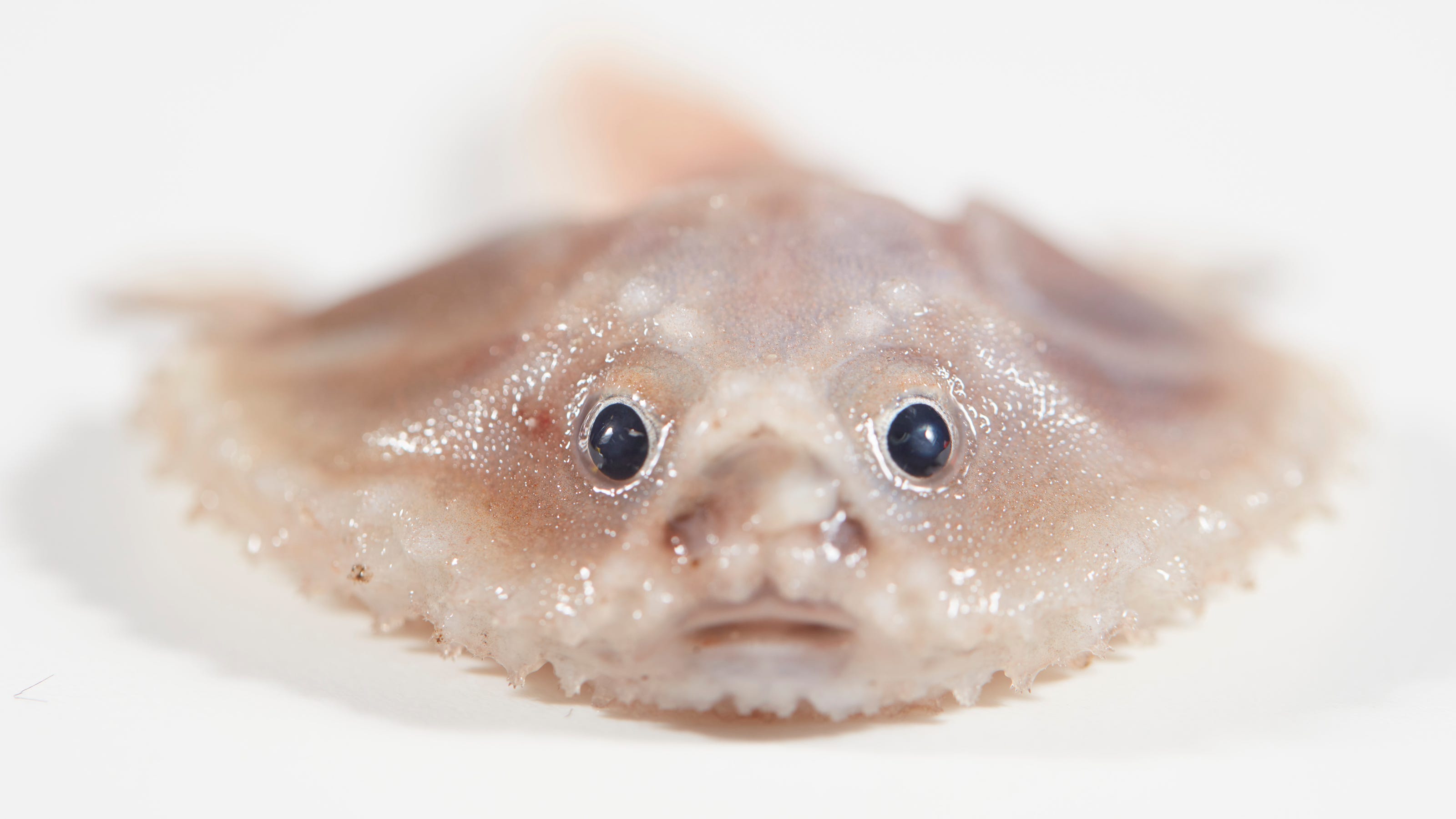 Rare deep sea fish found in Australia expedition, including blind eel