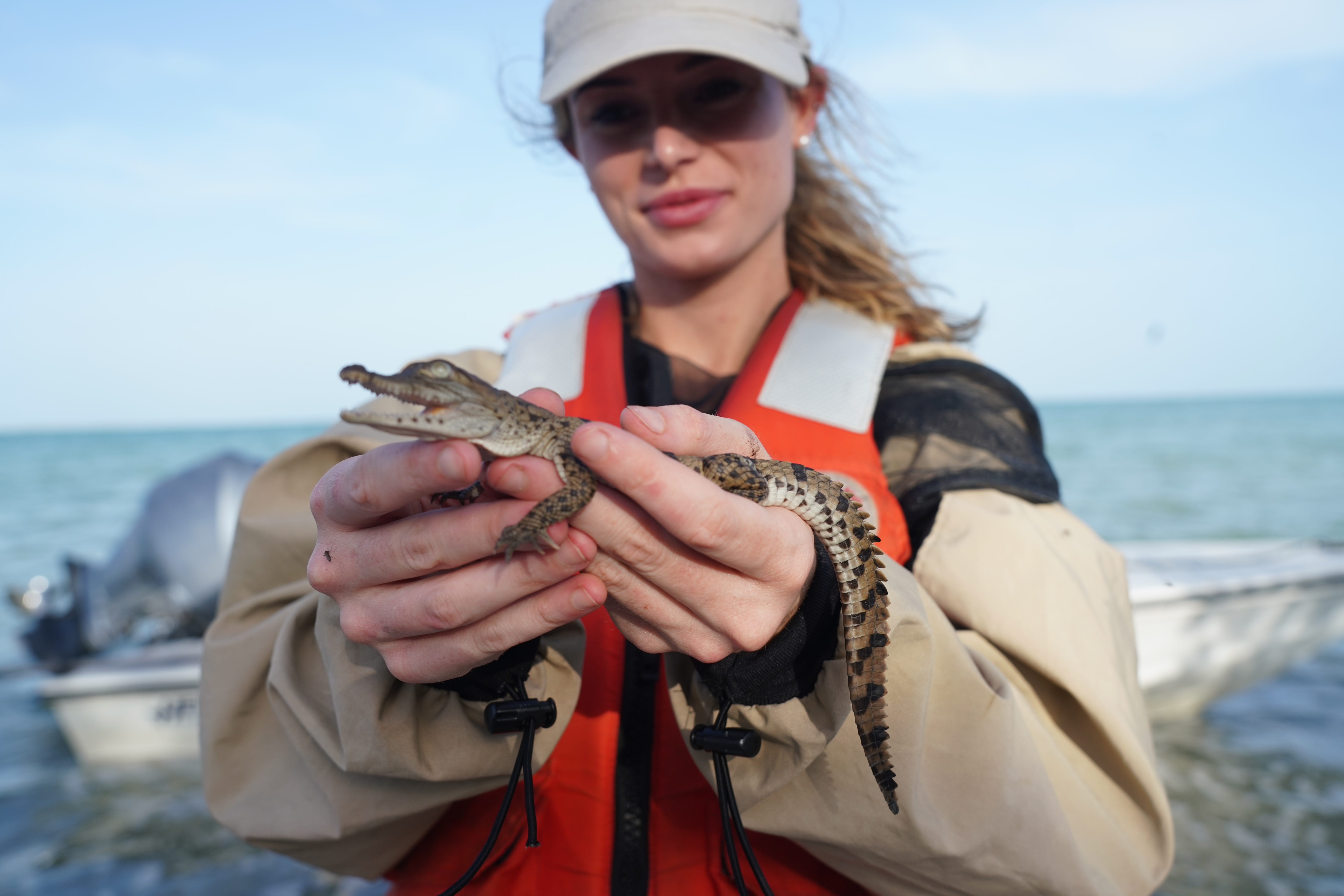 Florida scientist posts Instagram video of alligator in python stomach