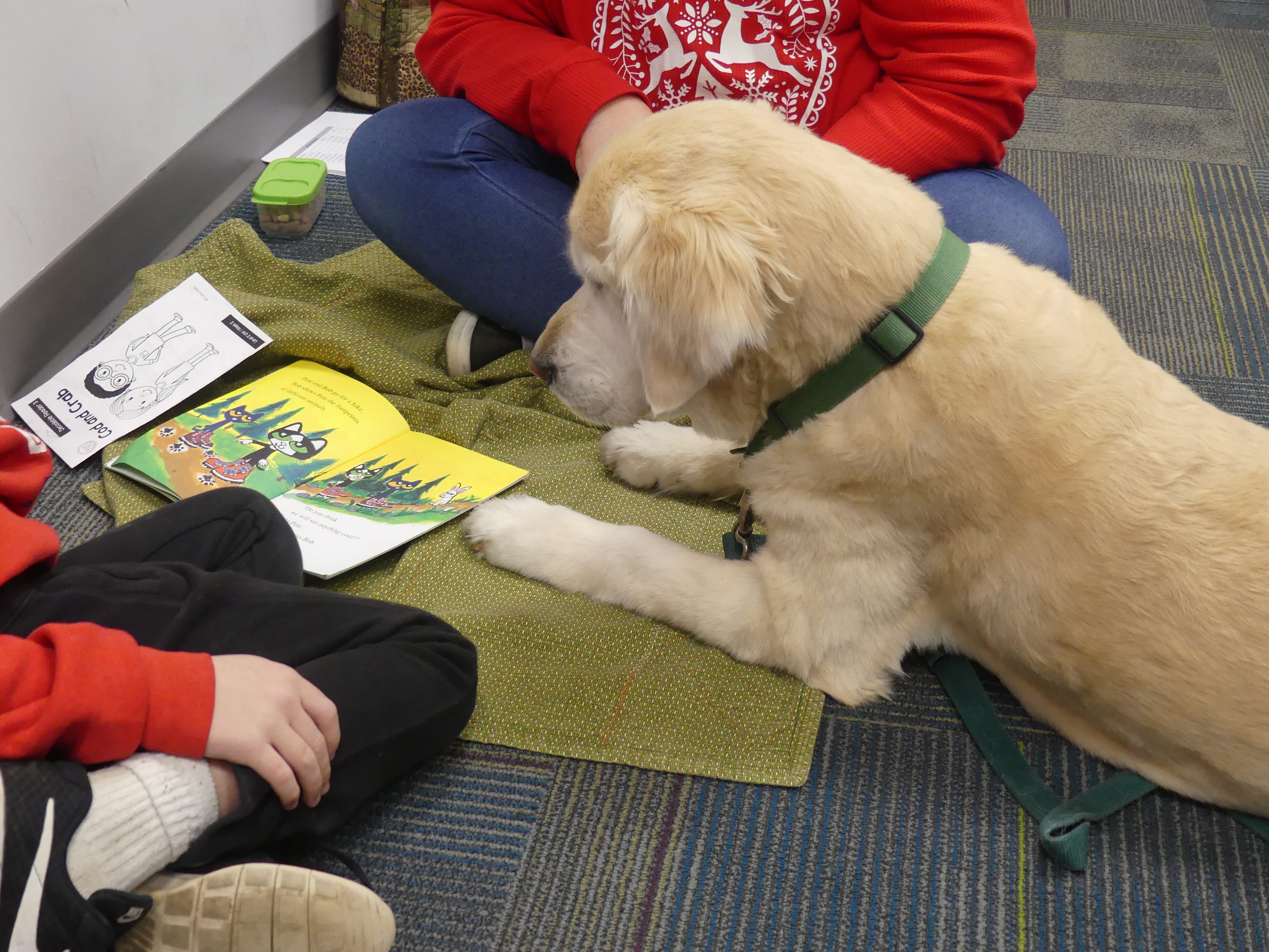 how-do-you-read-a-dogs-judging-schedule