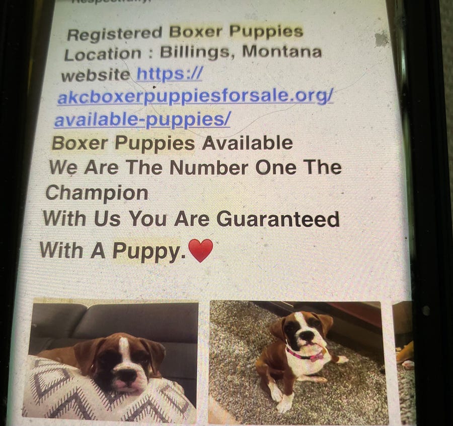 A woman from Vassar, Michigan, said she lost $755 in a puppy scam when trying to buy a boxer. The email shows a puppy called "Gemma."