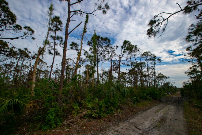 This is a view of the lot at 5366 Western Dr. In St. James City. Real estate owners report scammers are listing their properties for sale without their permission.