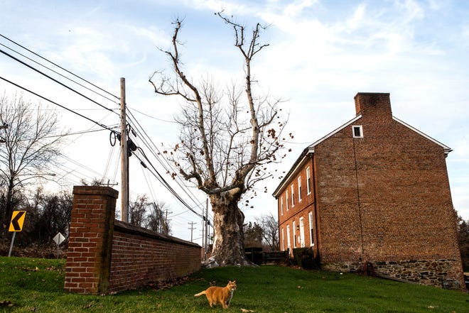 The 300-year-old Witness Tree stands in front of the Hale-Byrnes house that George Washington held a meeting at in 1777 on Stanton-Christiana Road in Newark, Del., Tuesday, Nov. 29, 2022. The Witness Tree might soon tip over or be removed and a commemorative painting of it will be unveiled on-site on Saturday, Dec. 3, 2022.