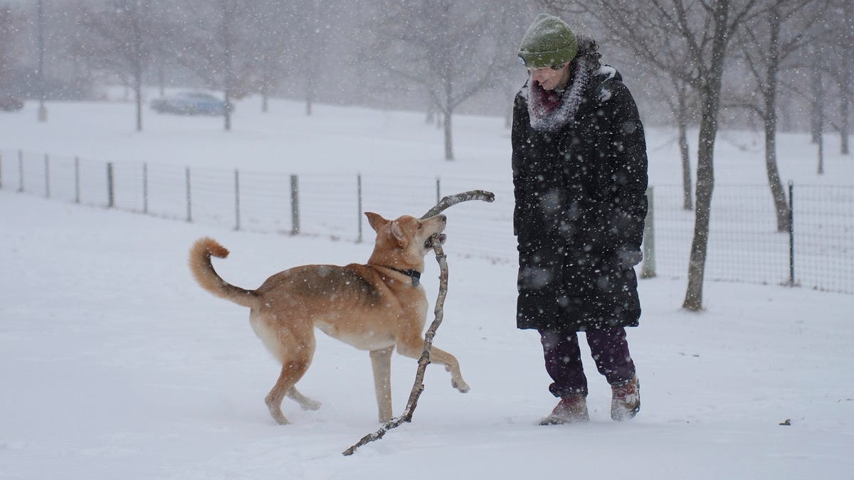 Colleen Somerville and her canine companion Cosmo play with an enormous stick at the Fish Lake Park Reserve dog park in Maple Grove, Minn., on Tuesday, Nov. 29, 2022. Cosmo is a Carolina Dog, which Somerville says is a "polite way of saying American dingo." Somerville chose Cosmo through All Dogs Rescue. The heaviest snowfall since December 2021, was expected to dump on the Twin Cities.