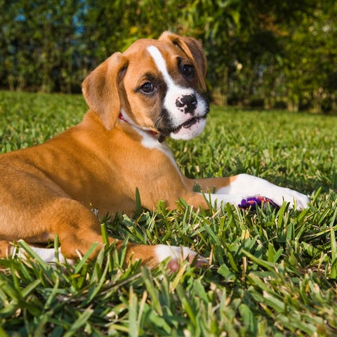 Puppies, like the boxer pictured here, can be used