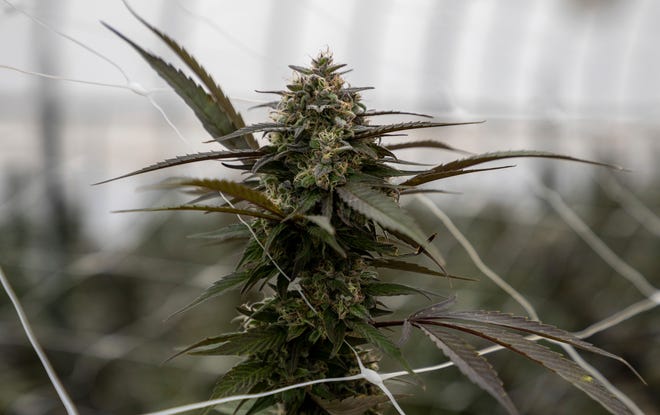 Michigan hashish processor’s license suspended by CRA Michigan hashish processor’s license suspended by CRA